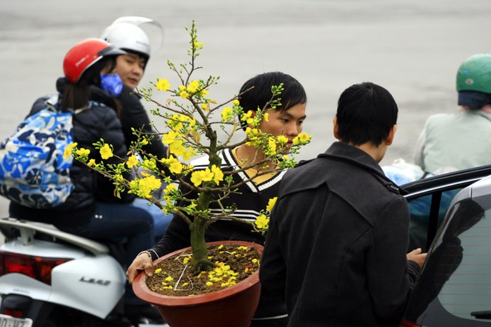Những ngày lạnh giá này, tại Hà Nội, bên cạnh màu hoa đào đỏ thắm còn nhuộm một màu vàng của những chậu mai đến từ phương Nam ấm áp.